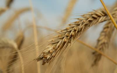 There’s a Revolution Going on in the Hybrid Rye Space and Alberta is Playing a Big Role