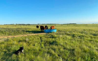 Farm the Best, Leave the Rest: Boosting Profitability can Come From an Unlikely Strategy