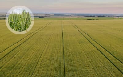 When the Right Variety Choices Matter Part 1 – Wheat /Durum