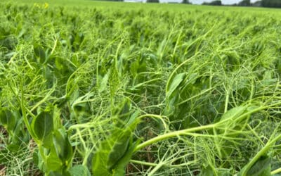 When the Right Variety Choices Matter Part 2 — Oats and Peas