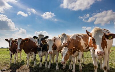 RDAR Injects Over $600,000 Into Expanding Silage Crop Regional Variety Trials