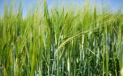 When the Right Variety Choices Matter Part 3: Barley — Malt or Feed?